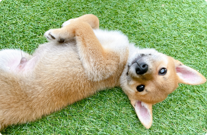 芝生の上でお腹を見せてくつろぐ豆柴の子犬