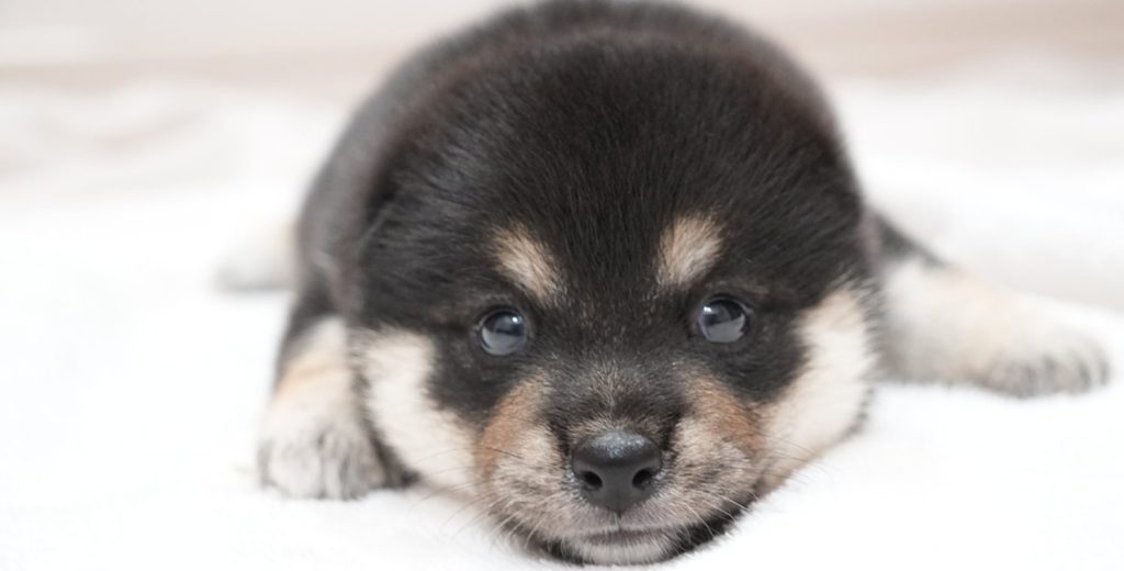 黒柴の子犬が白い布の上でリラックスしている様子