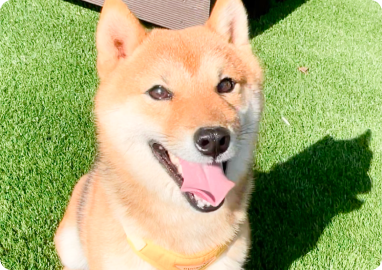 芝生の上で笑顔を見せる成犬の柴犬