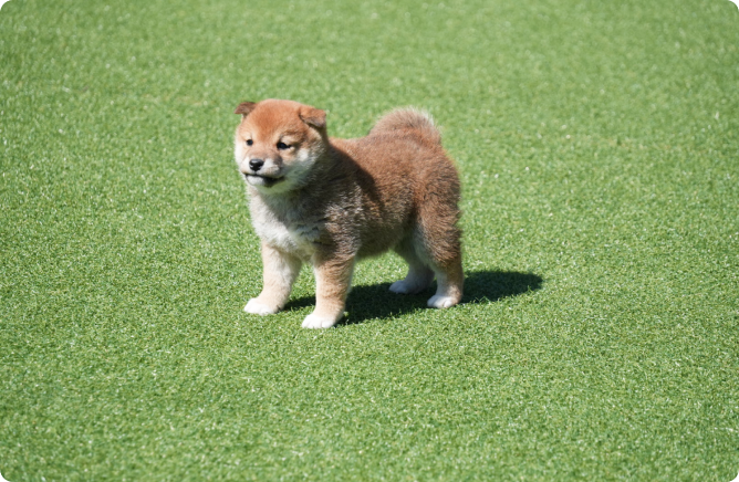 青空の下、芝生の上に立つ豆柴の子犬
