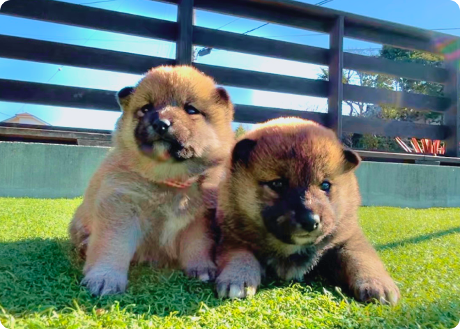 可愛い豆柴の子犬たちが芝生の上でくつろぐ様子