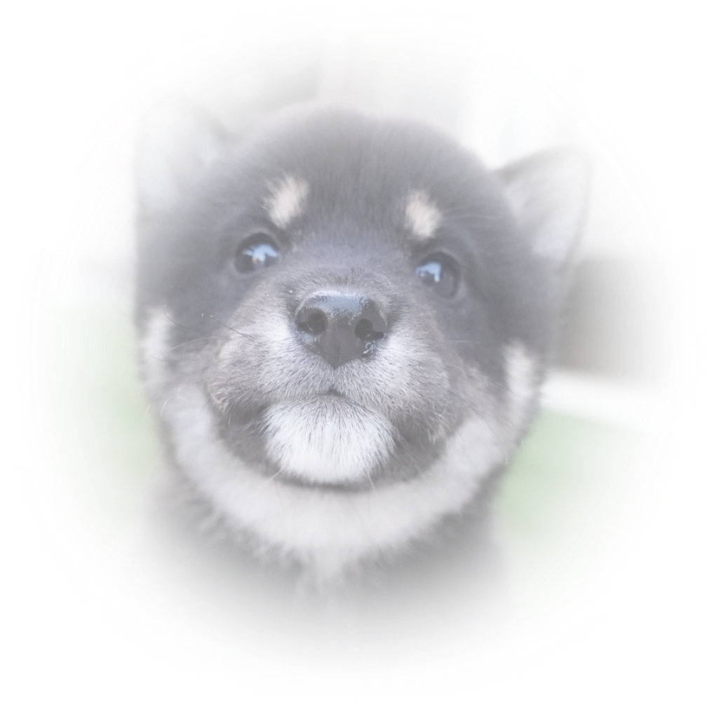黒柴の子犬がこちらを見つめる可愛らしい表情