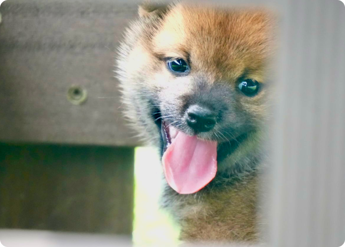 フェンス越しに舌を出して笑う柴犬の子犬