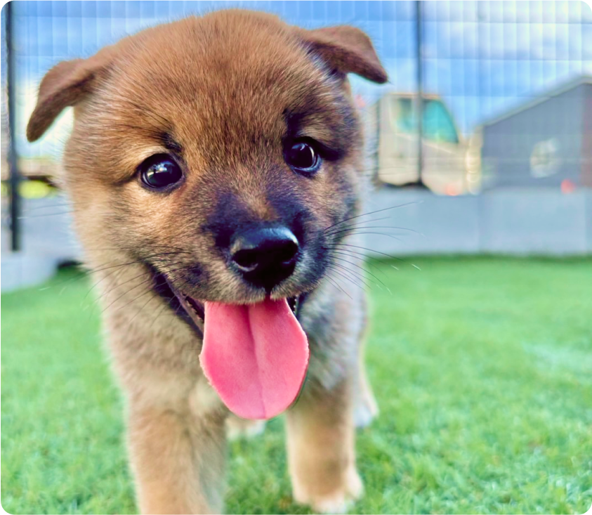 カメラに向かって走る豆柴の子犬