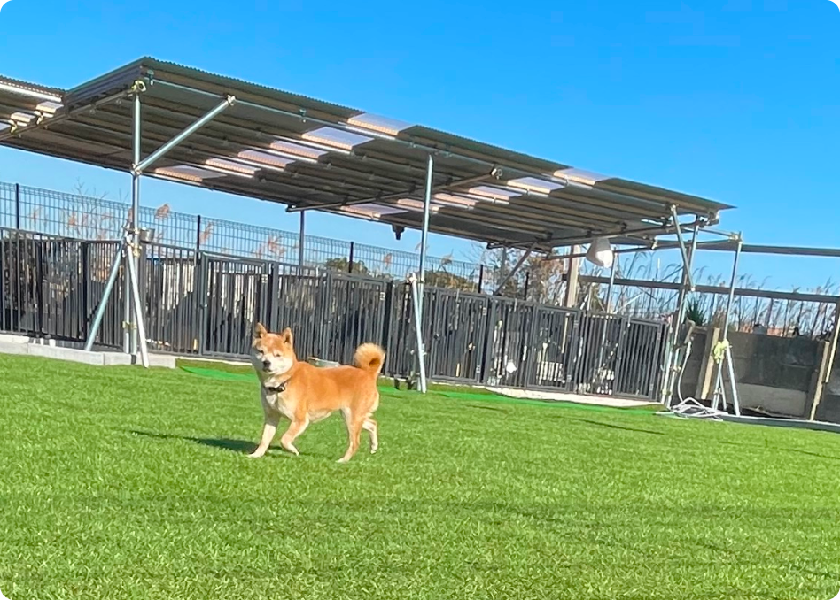 青空の下で元気に走る成犬の柴犬