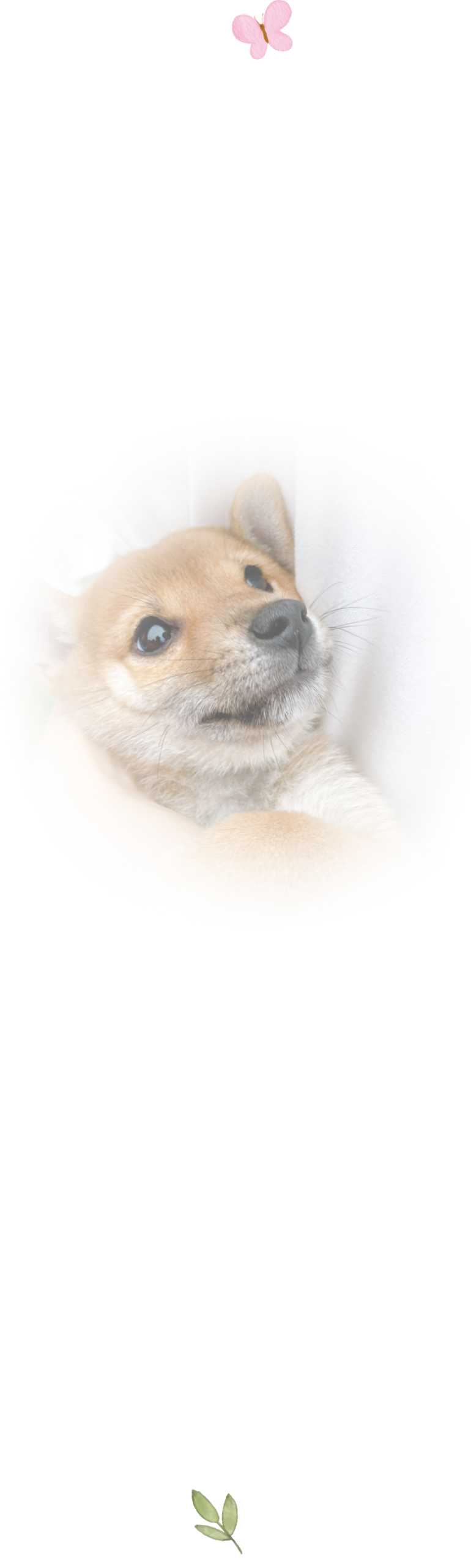 柴犬の子犬、上部に蝶のイラストがある画像