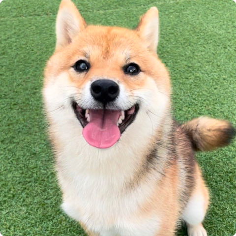 芝生の上で楽しそうな表情を見せる豆柴