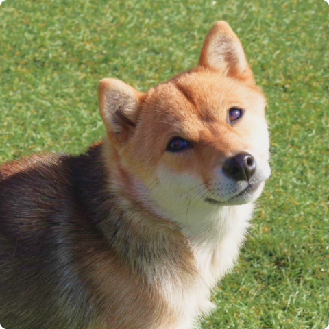 優しい目でこちらを見つめる成犬の柴犬