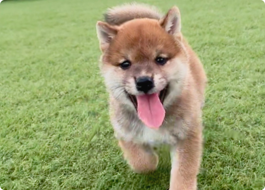 芝生の上を元気に走る柴犬の子犬