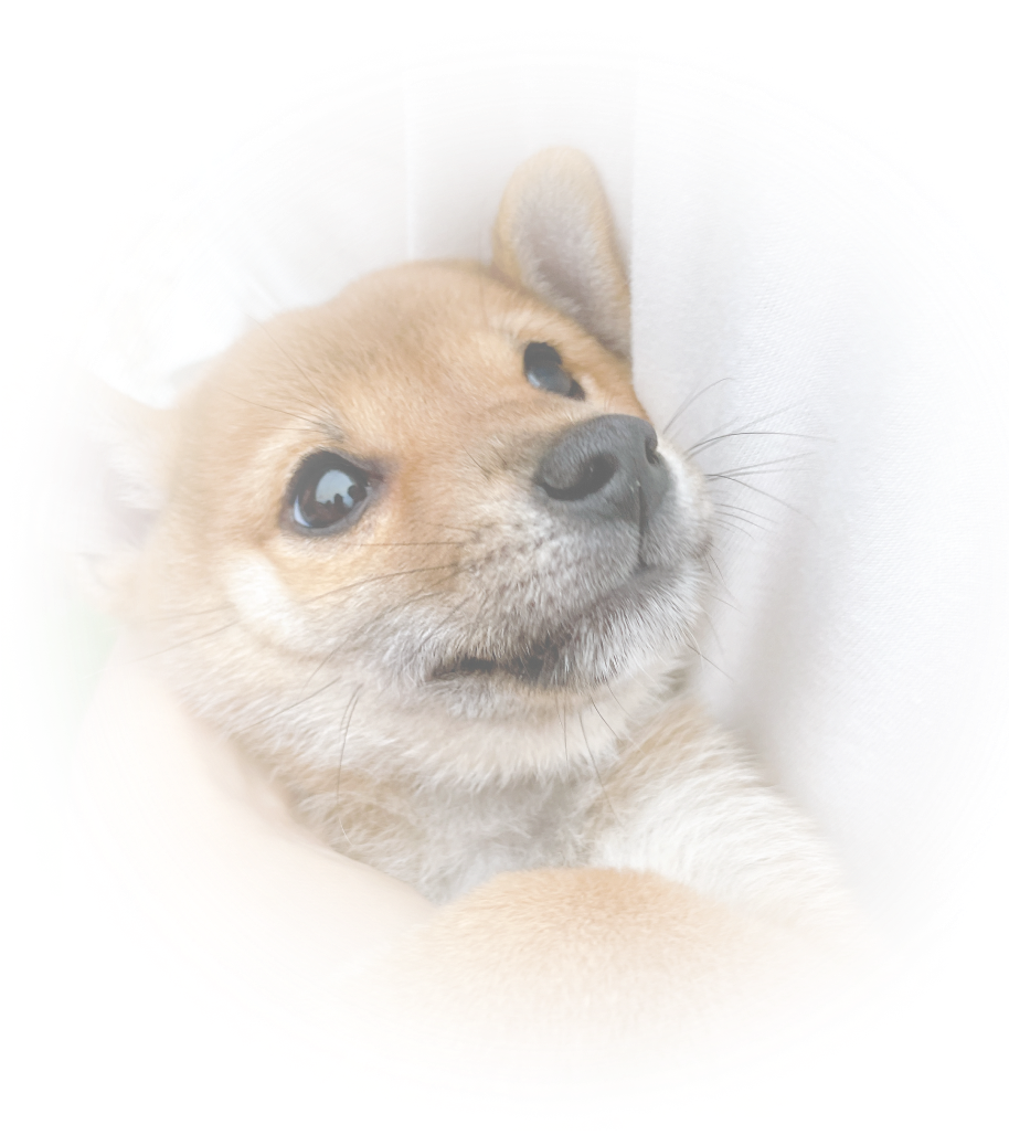 茶柴の子犬が優しく抱かれている安心した表情