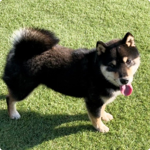 飼い主と遊ぶ黒毛の豆柴