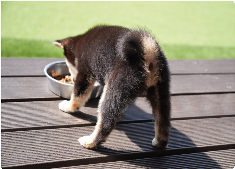 ごはんを食べる黒柴の子犬の後ろ姿