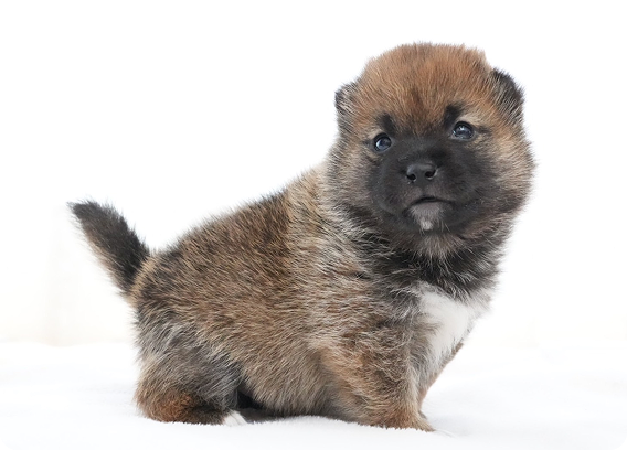 横向きにお座りする柴犬の子犬の全身