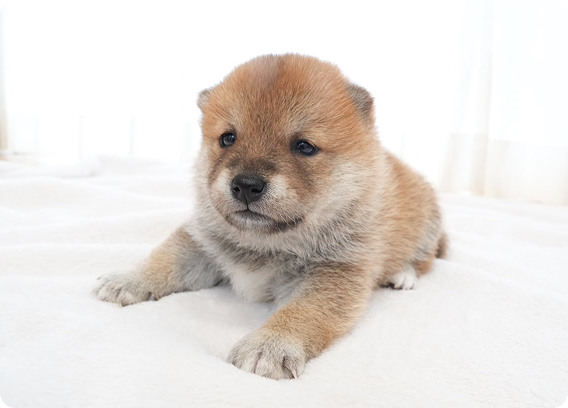 伏せの姿勢でまっすぐ前を見る柴犬の子犬