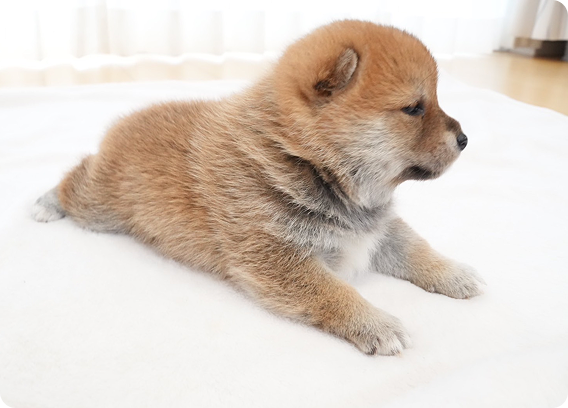 体を伸ばして横向きに寝そべる柴犬の子犬