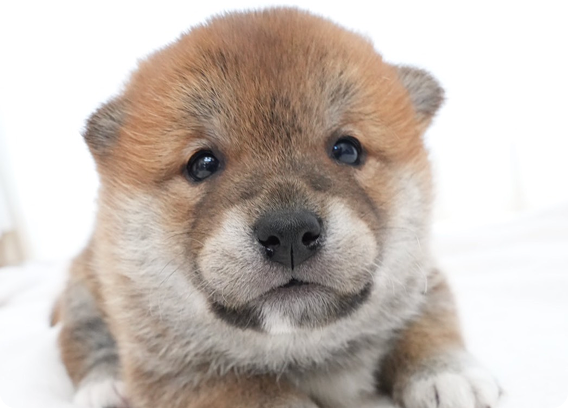 伏せた姿勢で見つめる子犬