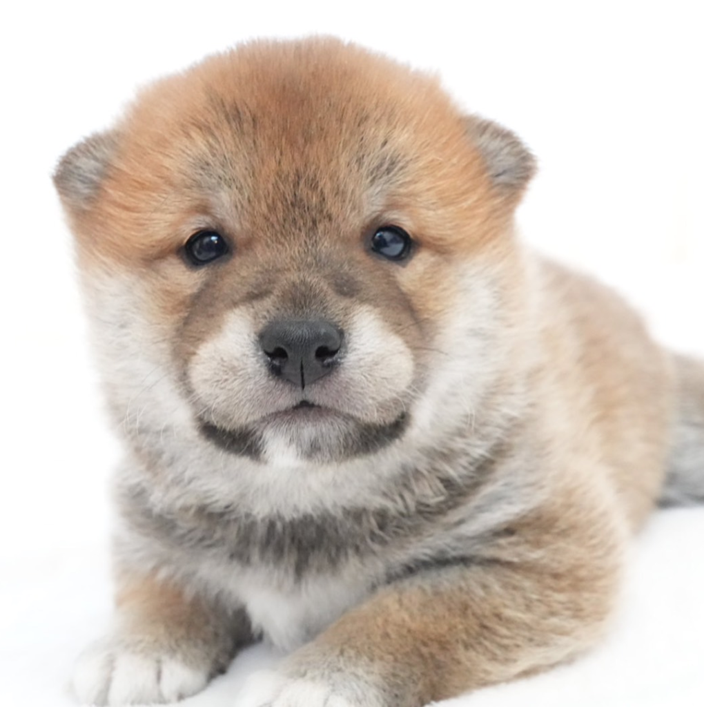 茶色の毛並みがふわふわした柴犬の子犬が横になっている様子