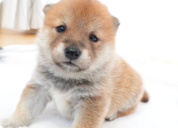 顔を少しかしげて見上げる柴犬の子犬