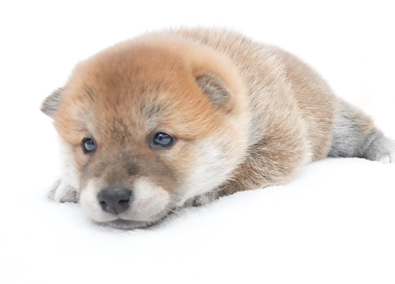 顔を横に向けて伏せる子犬