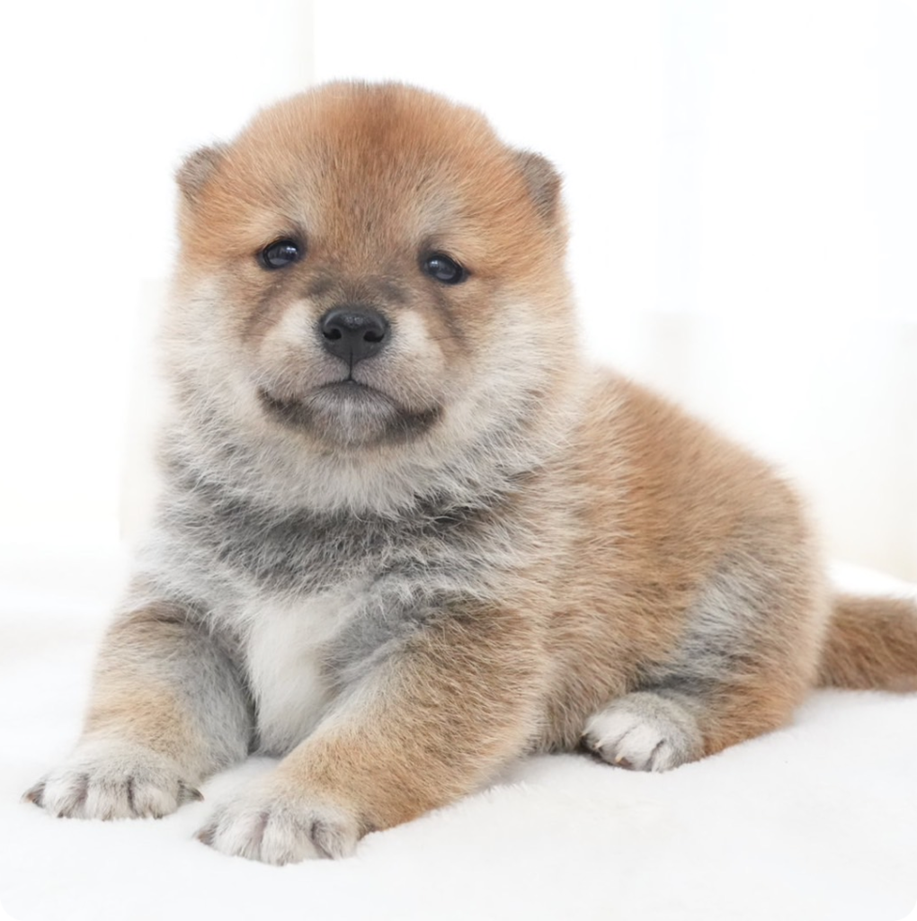 おすわりした姿でこちらを見つめる柴犬の子犬。背景は白く明るい室内