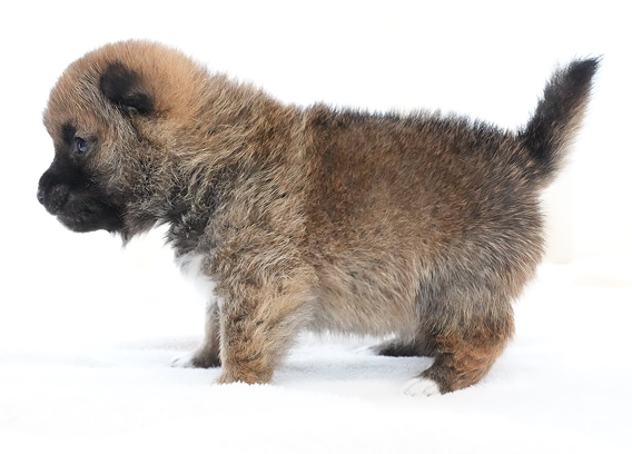 横向きに立っている柴犬の子犬の全身