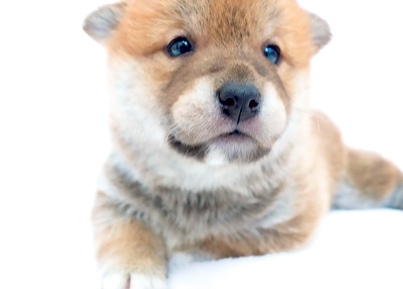カメラ目線でおすわりする子犬