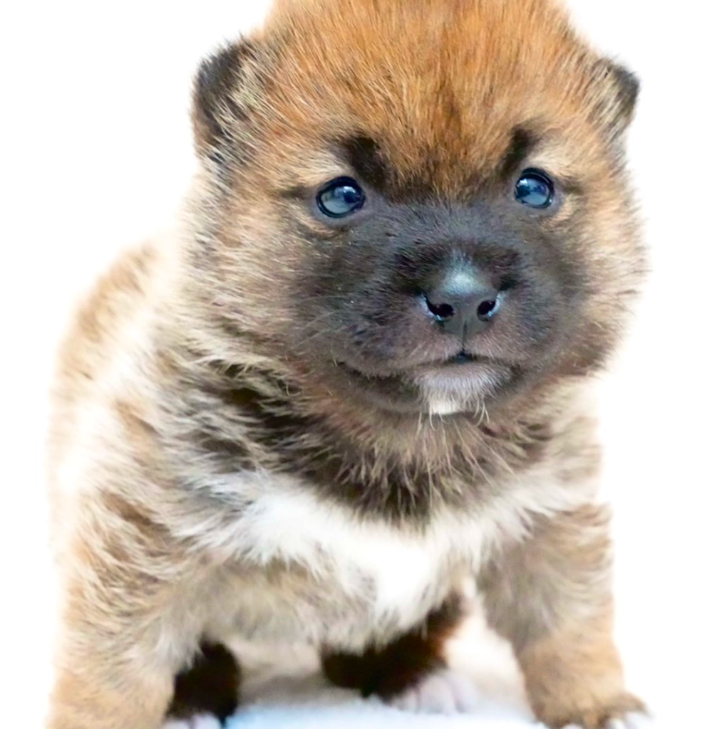 黒毛と白い胸元が特徴の柴犬の子犬がこちらを見つめている様子