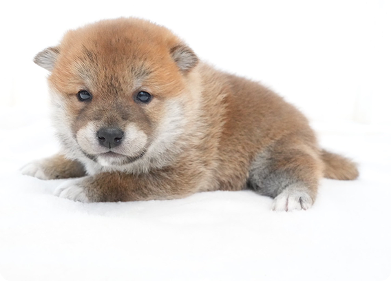 おすわりしてくつろぐ子犬