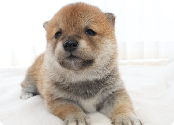 前足をそろえておすわりする柴犬の子犬