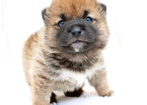 少し微笑むような表情の柴犬の子犬
