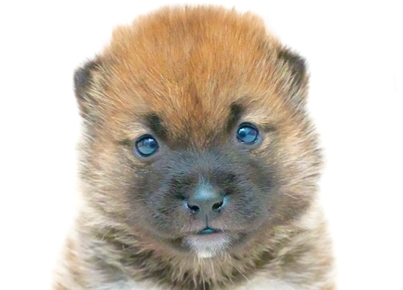 正面を見つめる赤毛の柴犬の子犬