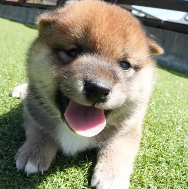 おすわりした姿でこちらを見つめる柴犬の子犬。背景は白く明るい室内