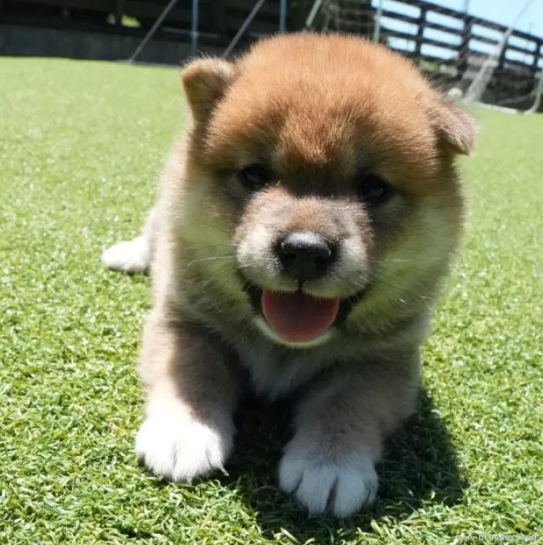おすわりした姿でこちらを見つめる柴犬の子犬。背景は白く明るい室内