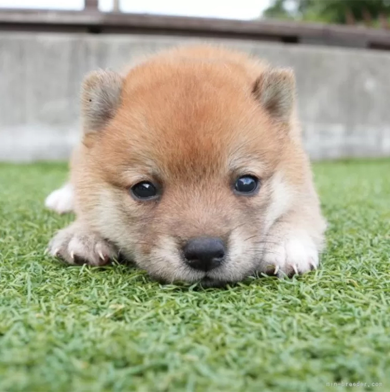 おすわりした姿でこちらを見つめる柴犬の子犬。背景は白く明るい室内
