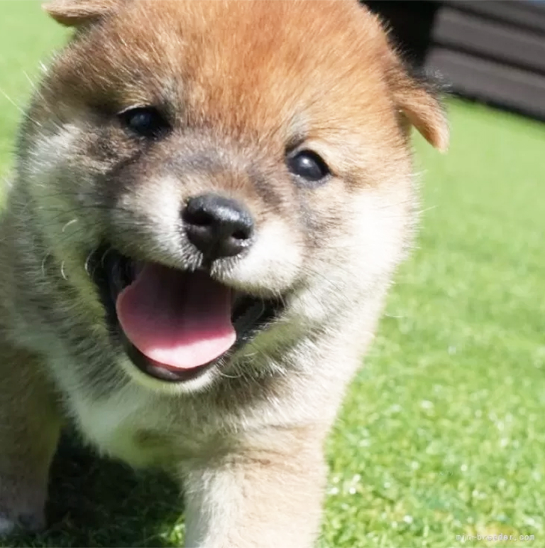 おすわりした姿でこちらを見つめる柴犬の子犬。背景は白く明るい室内