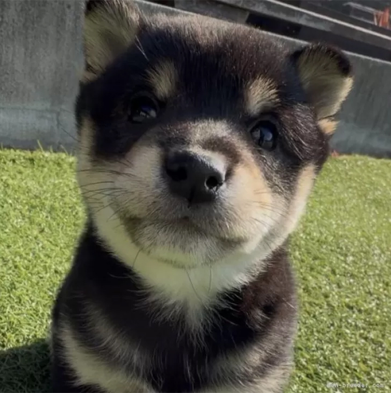 ASH PET | ASH PET｜千葉県匝瑳市の豆柴専門ブリーダー。健やかで