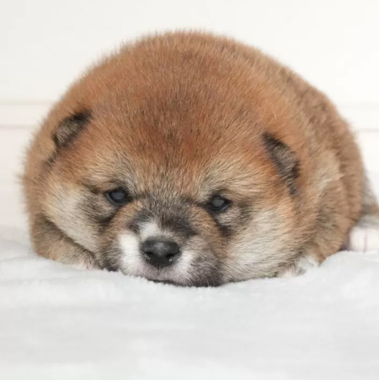 ♡ 豆柴 様、専用♡※他の方はご遠慮ください‼️ 𓈒 𓏸 𓐍 𓂃 𓈒𓏸 𓂃◌𓈒𓐍 𓈒 長らくインスタから遠ざかってしまって