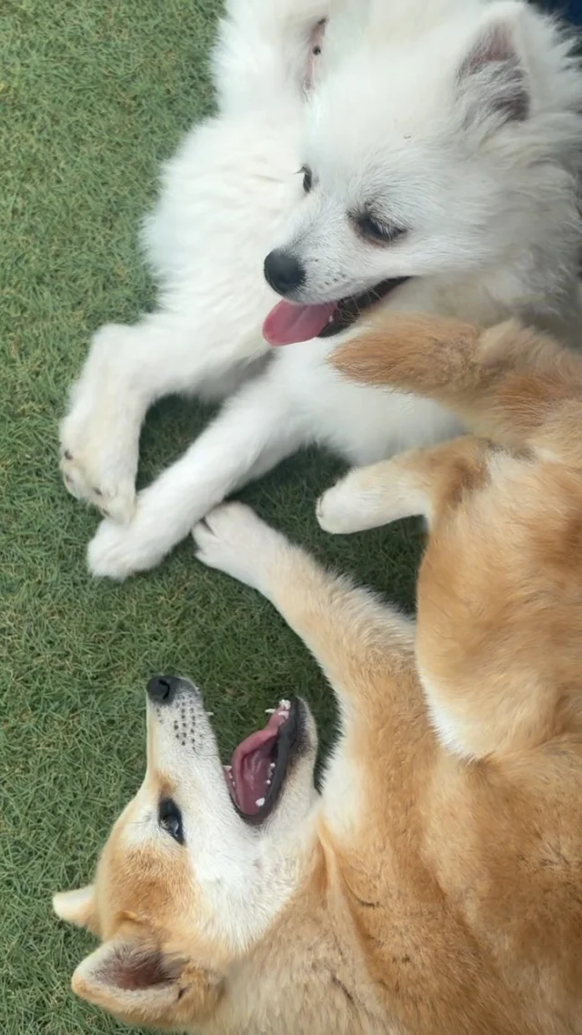 ASH PET | ASH PET｜千葉県匝瑳市の豆柴専門ブリーダー。健やかで